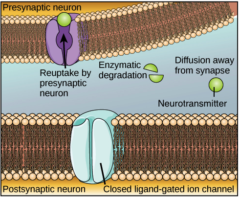 reuptake neuron