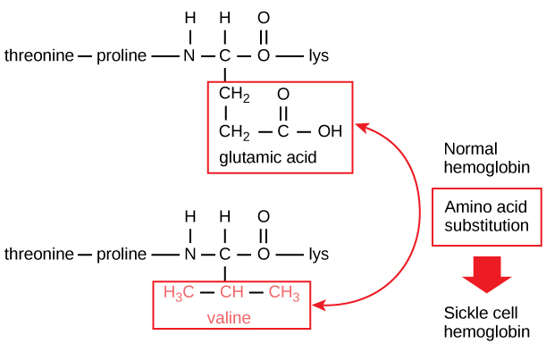 amino acid sequence example