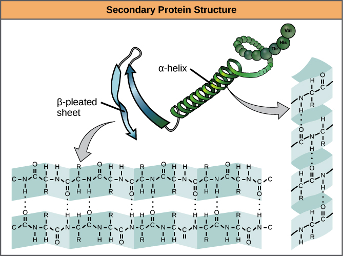 alpha and beta helix