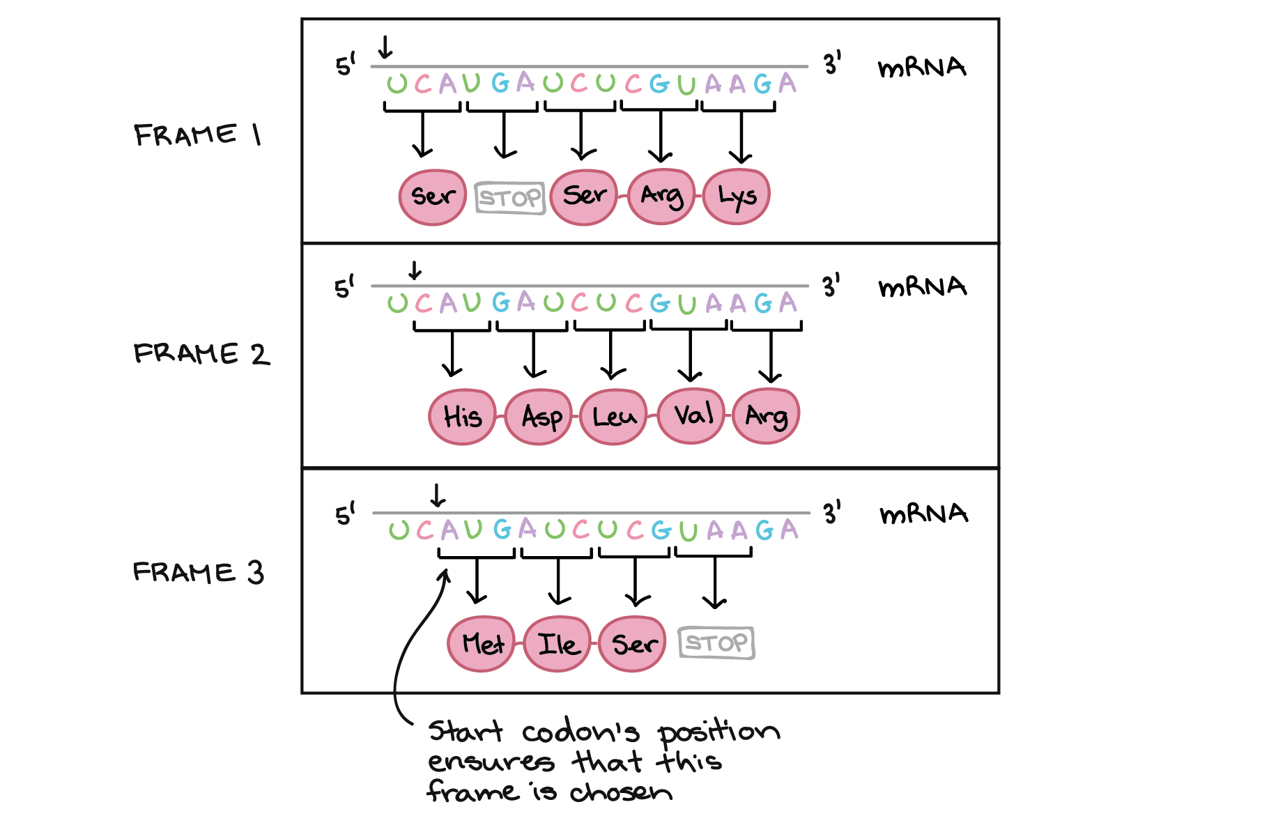 nirenberg experiment genetic code