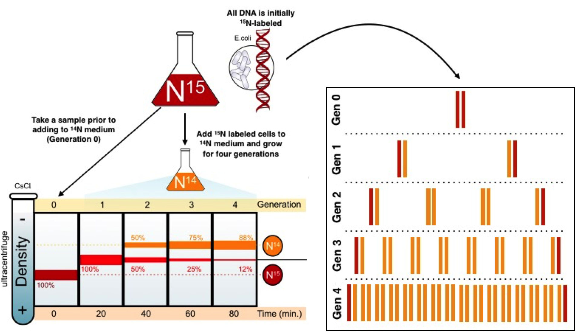 Dna sampling. Мезельсон и сталь эксперимент. Схема эксперимента Мезельсона и Сталя. Опыт Сталя и Мезельсона репликация. Опыт Мезельсон и сталь.