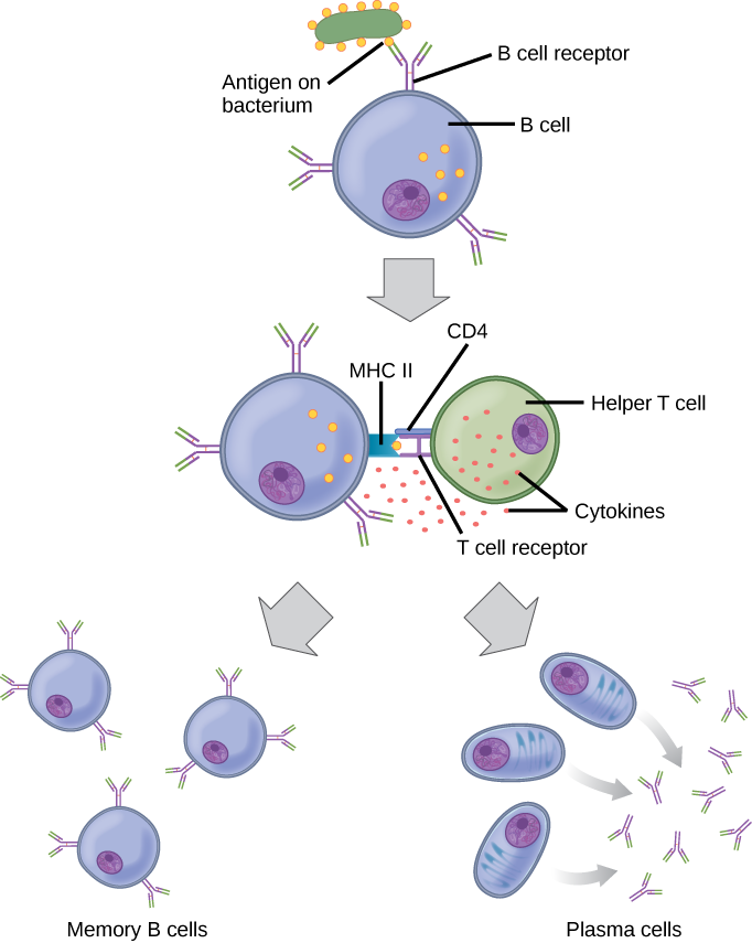 blank immune system diagram