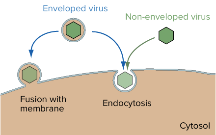 Routes of entry include endocytosis (in which the membrane folds inward to bring the virus into the cell in a bubble) and direct fusion of the viral particle with the membrane, releasing its contents into the cell.