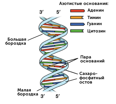 Открытие структуры ДНК (статья) | Академия Хана
