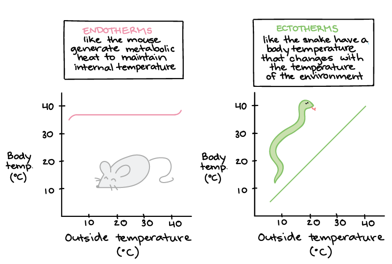 Metabolic rate (article), Ecology