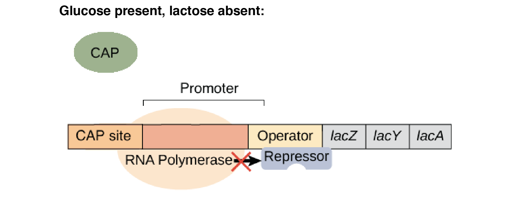 lac operon without lactose