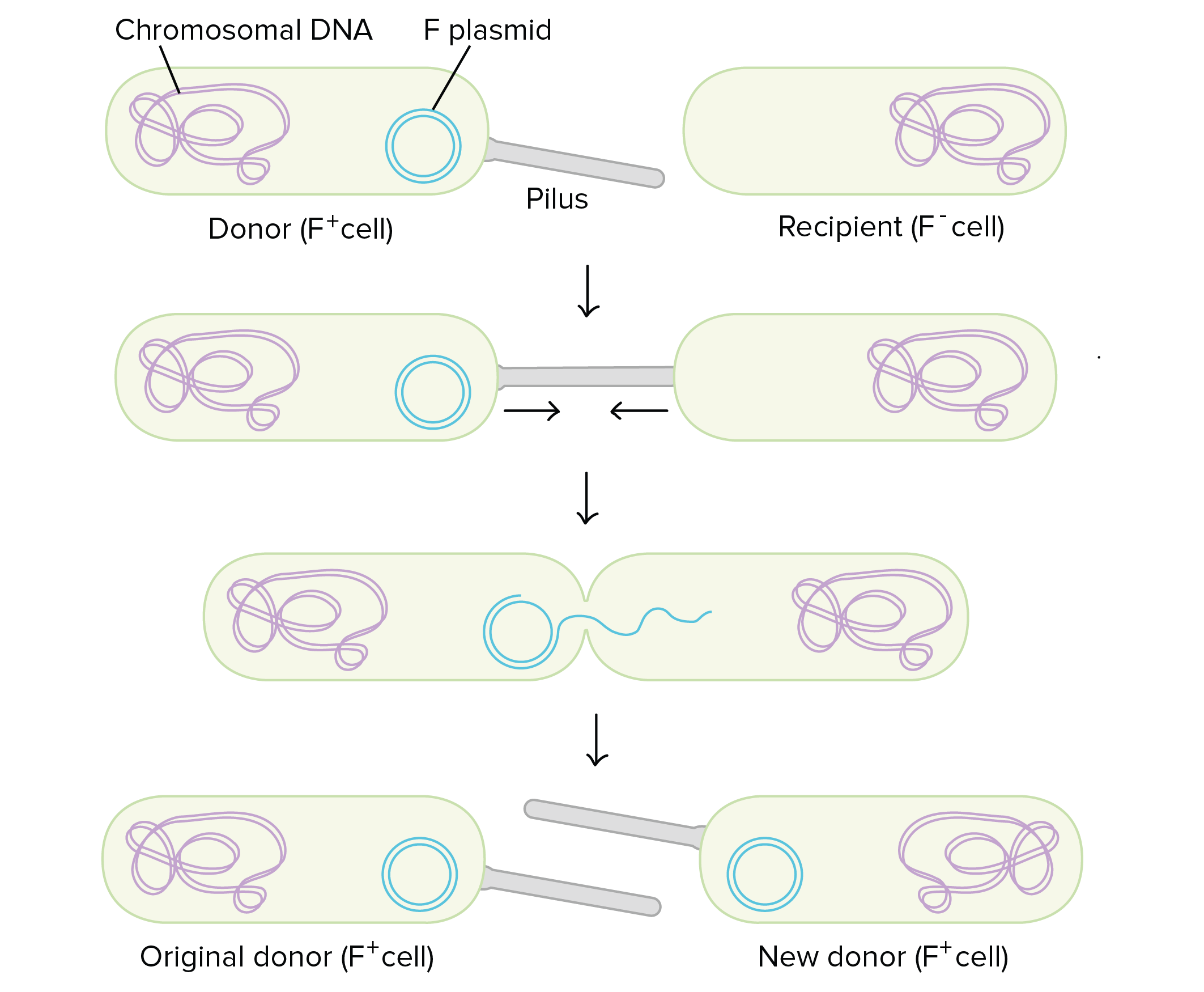 1. An F+ donor cell contains its chromosomal DNA and  an F plasmid. It has a rodlike pilus. A recipient F- cell has only a chromosome and no F plasmid.

2. The donor cell uses its pilus to attach to the recipient cell, and the two cells are pulled together.

3. A channel forms between the cytoplasms of the two cells, and a single strand of the F plasmid is fed through. 

4. Both of the cells now have an F plasmid and are F+. The former recipient cell is now a new donor and can form a pilus.