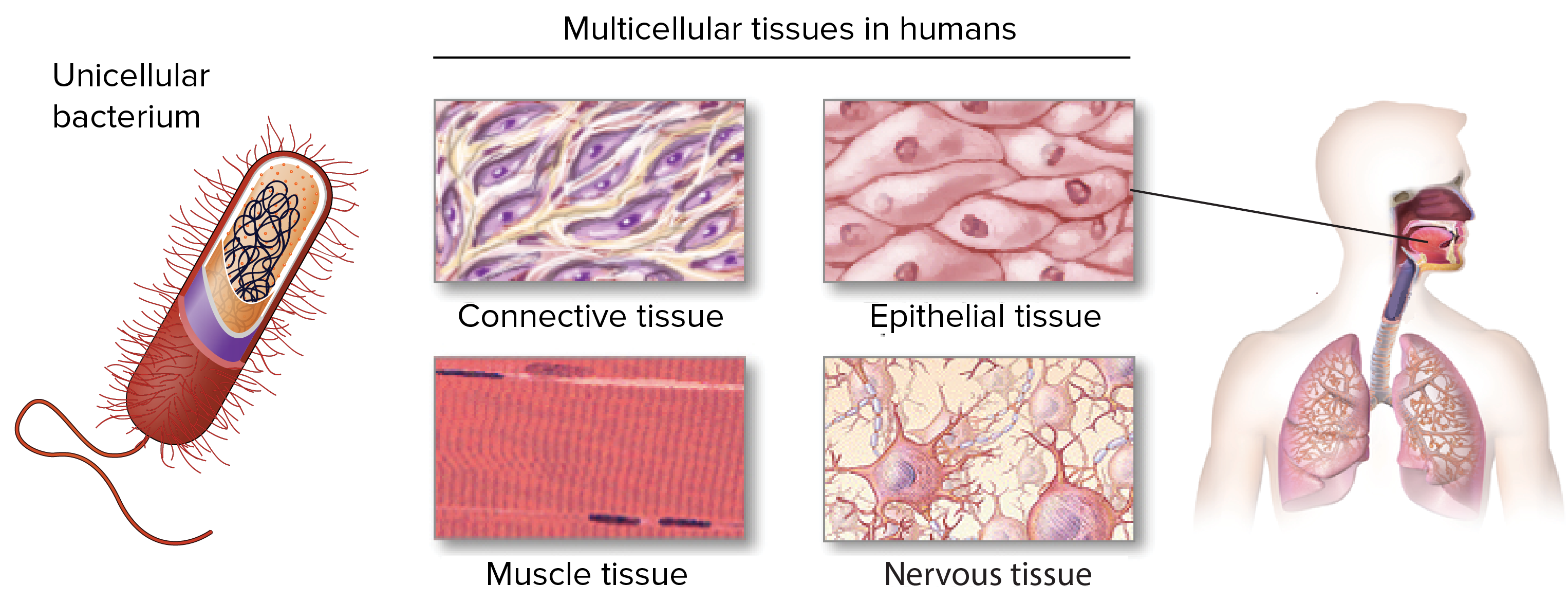 Image from left to right of a bacteria, human tissues, and human organs