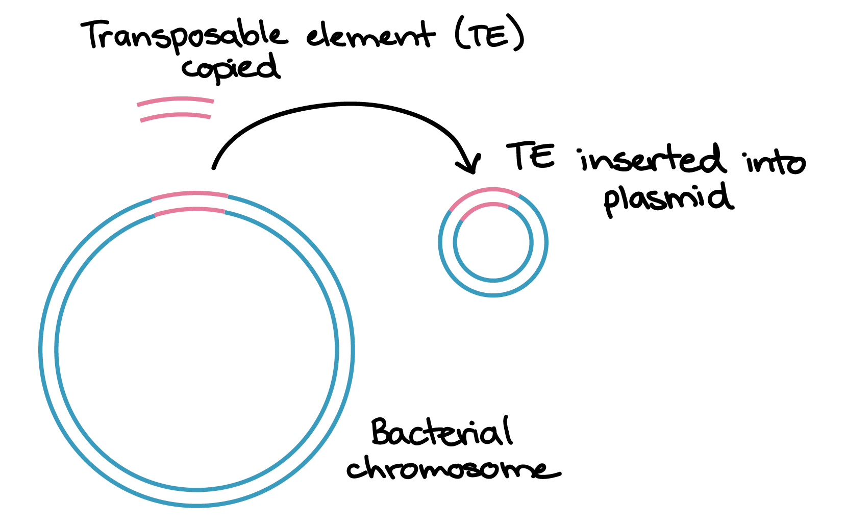 Genetic Makeup Meaning In Hindi Mugeek Vidalondon