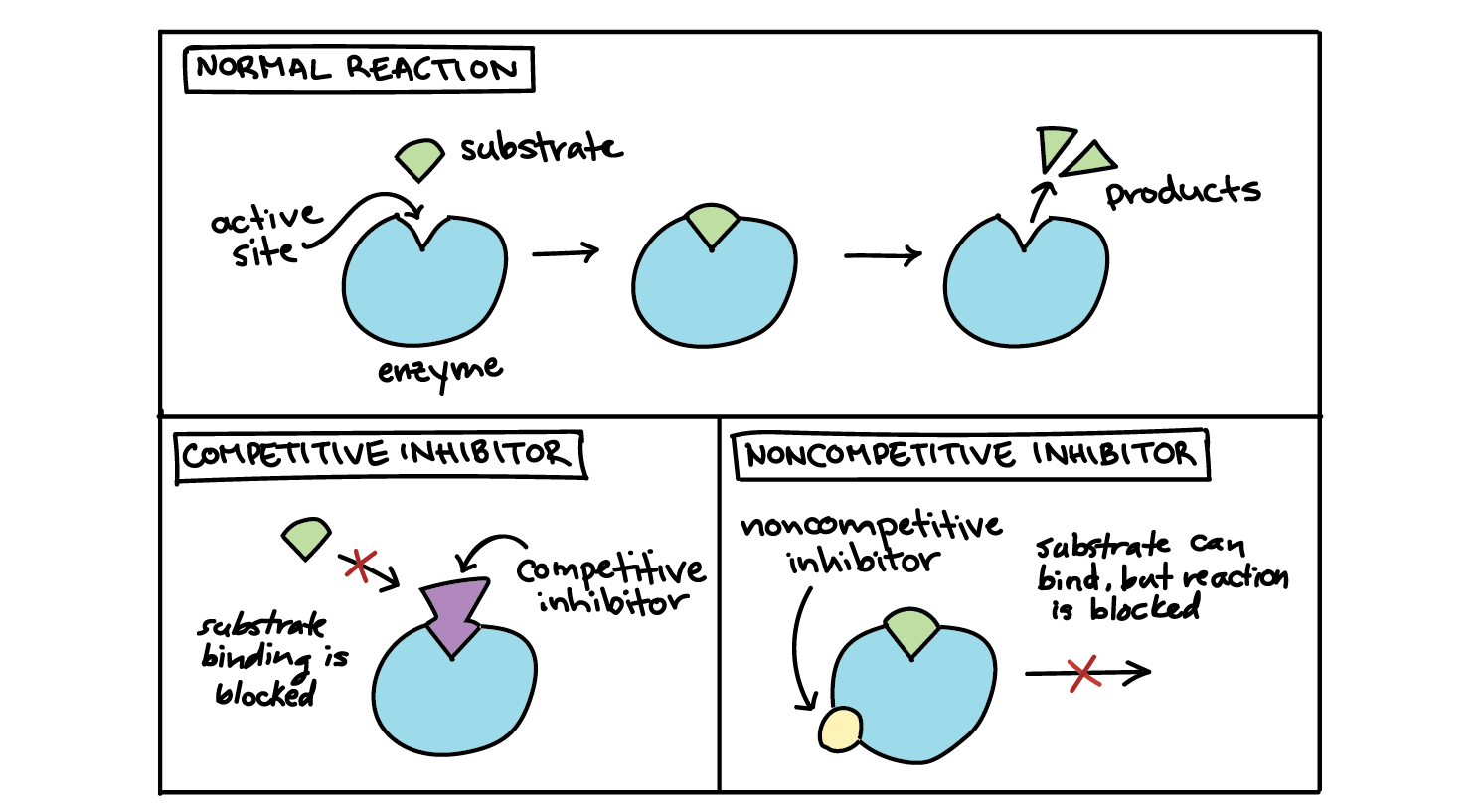 how-does-a-noncompetitive-inhibitor-reduce-an-enzyme-s-activity