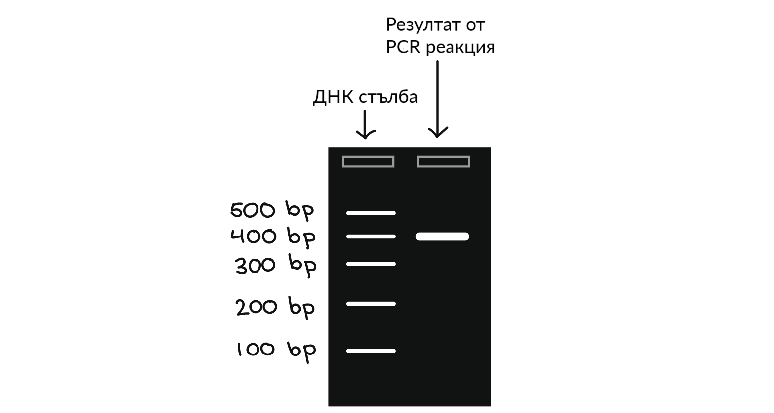 500 400. PCR. MRNA Electrophoresis. PCR Test Matrix.