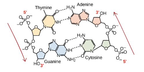 structure of nucleic acids biology