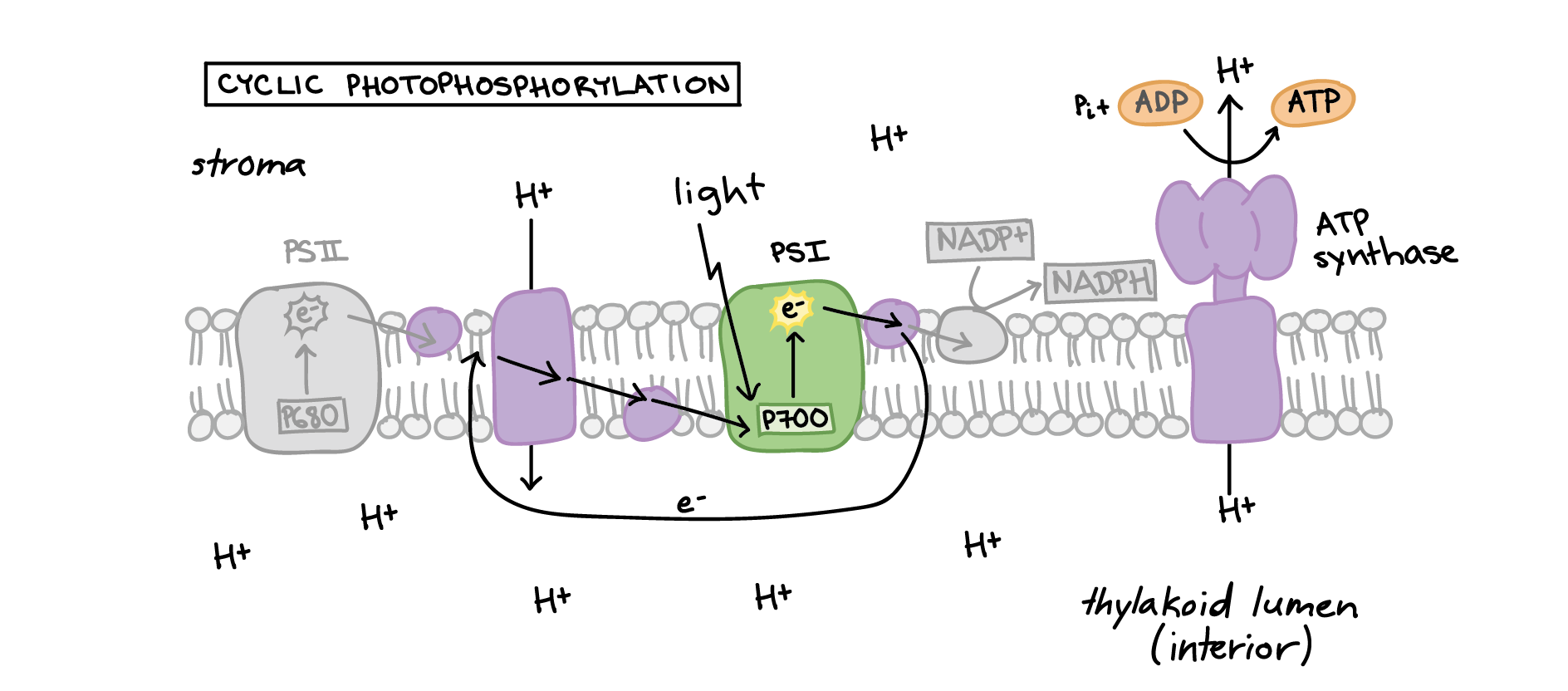 Light dependent Reactions photosynthesis Reaction 54 OFF