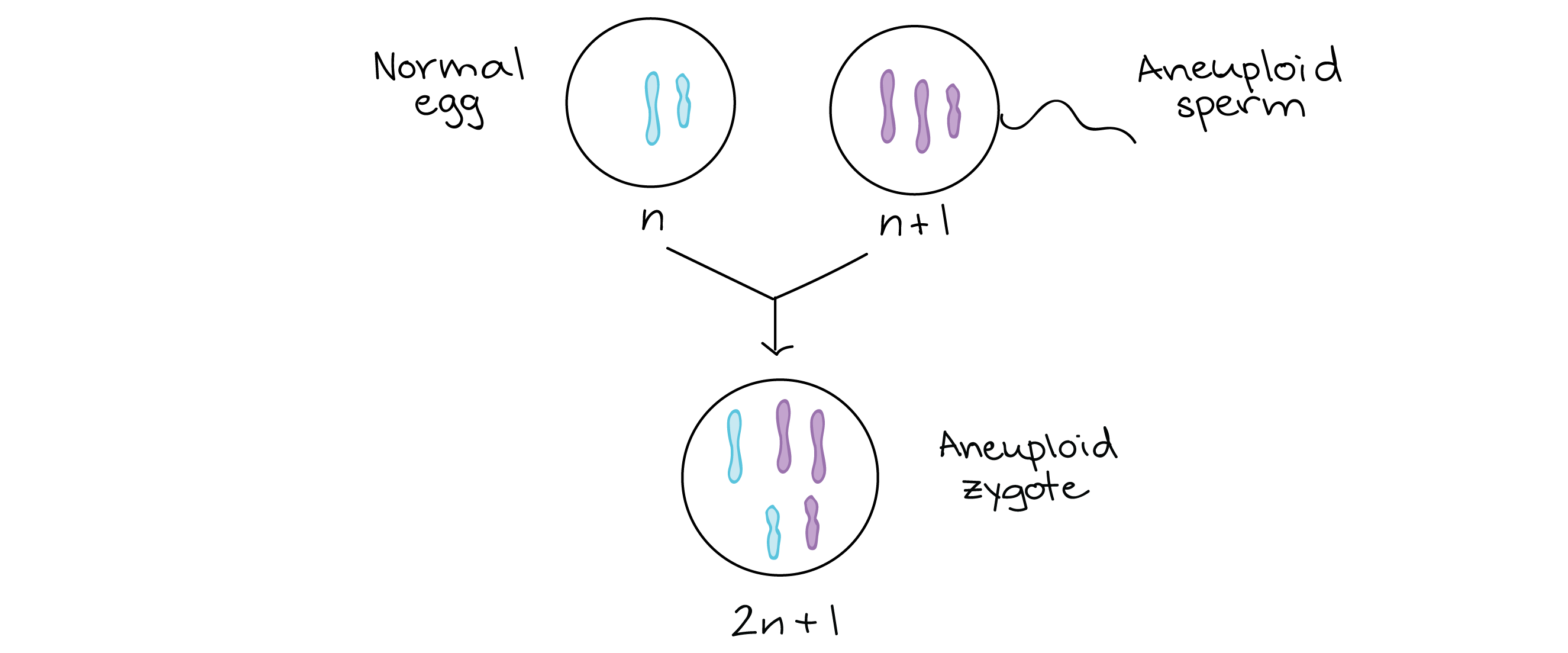 Diagrama de um evento de fertilização onde um óvulo normal (n) se combina com um espermatozoide aneuploide (n + 1). O zigoto formado pela fertilização é aneuploide (2n + 1).