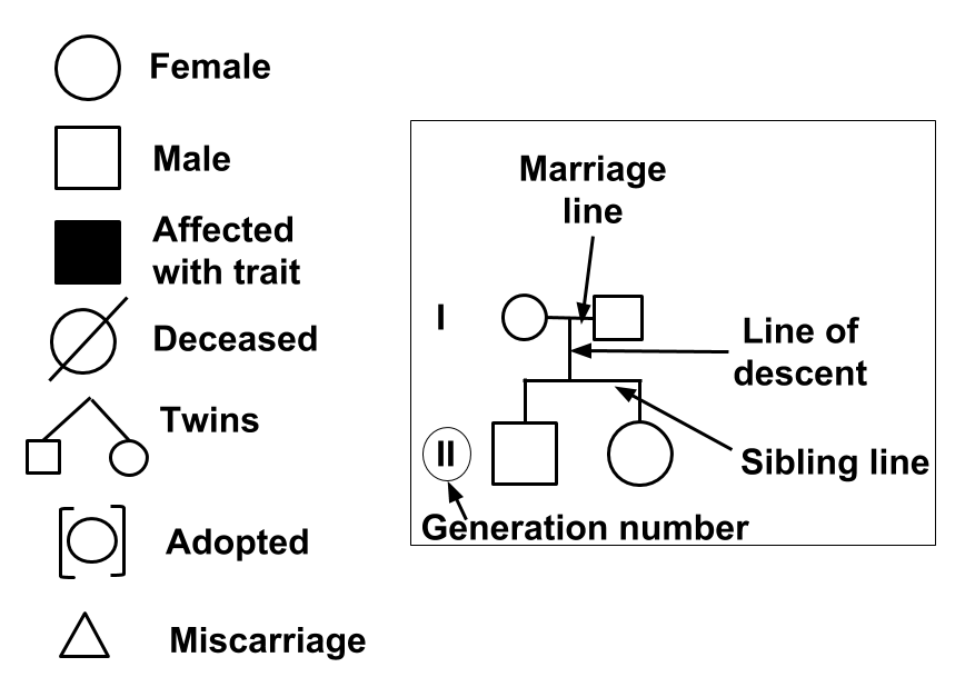 What Does A Pedigree Chart Show