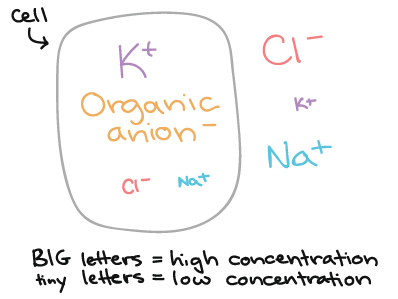 This diagram represents the relative concentrations of various ion types inside and outside of a neuron. * K+ is more concentrated inside than outside the cell. * Organic anions are more concentrated inside than outside the cell. * Cl- is more concentrated outside than inside the cell. * Na+ is more concentrated outside than inside the cell.