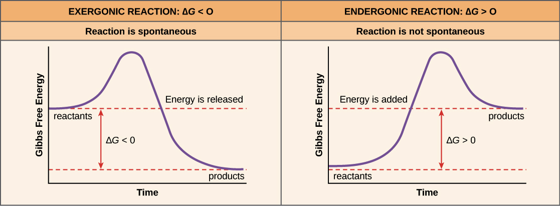Free energy | Endergonic vs exergonic reactions (article) | Khan Academy