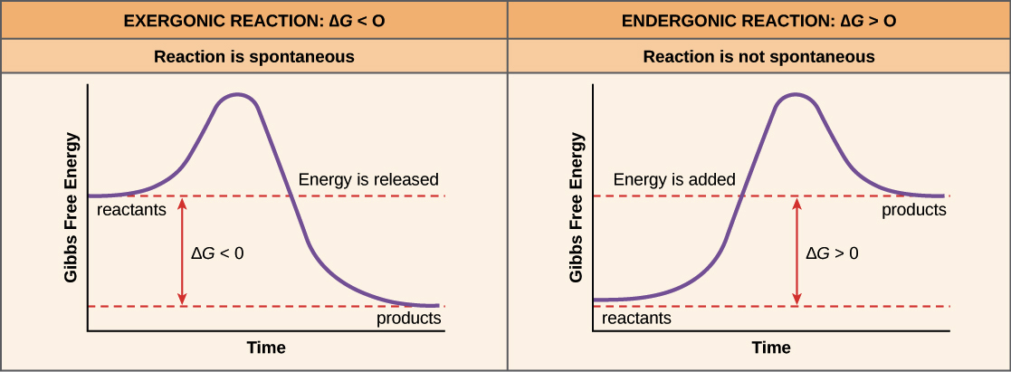 Free Energy Endergonic Vs Exergonic Reactions Article Khan Academy