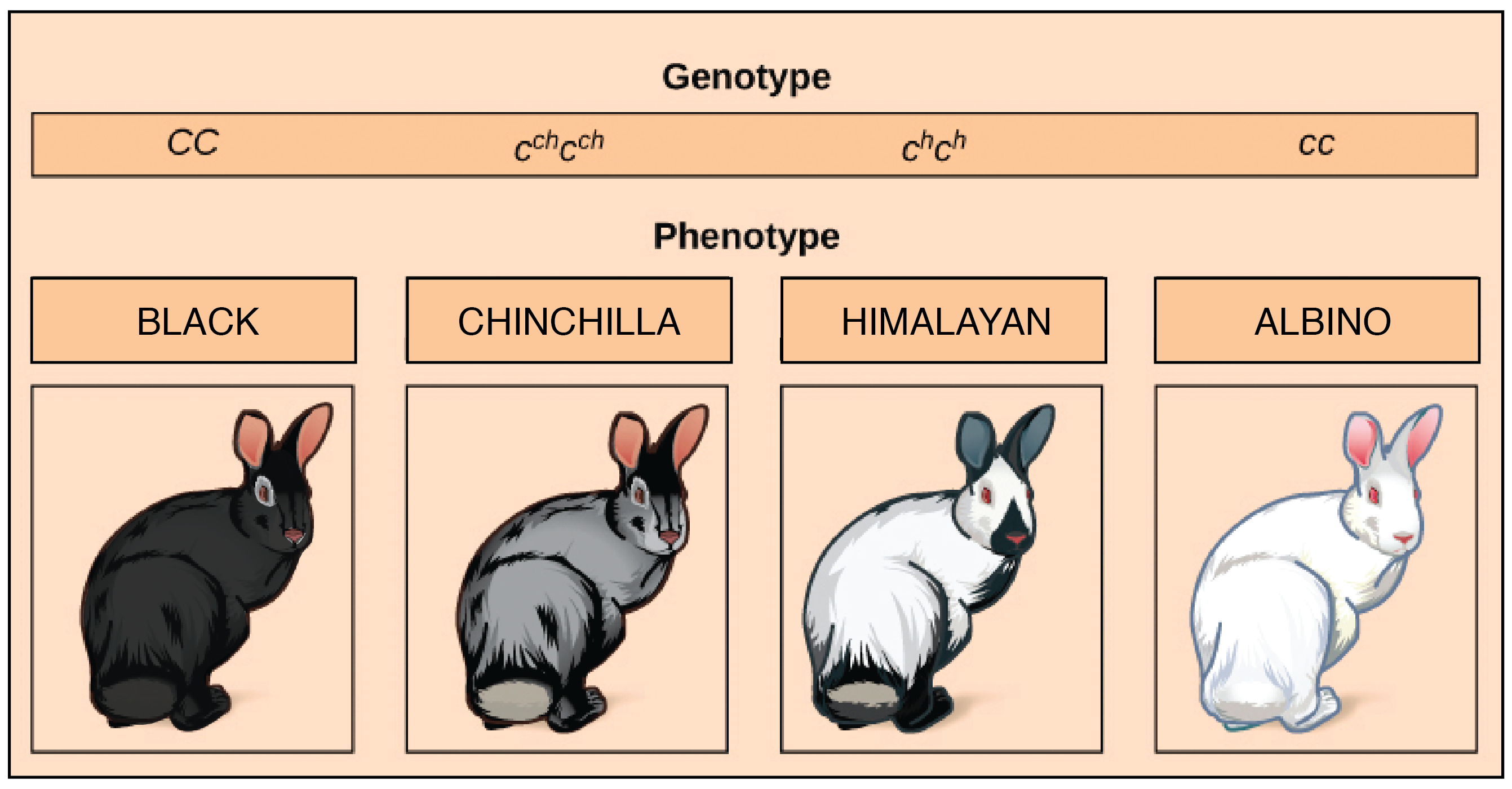 give an example of multiple alleles