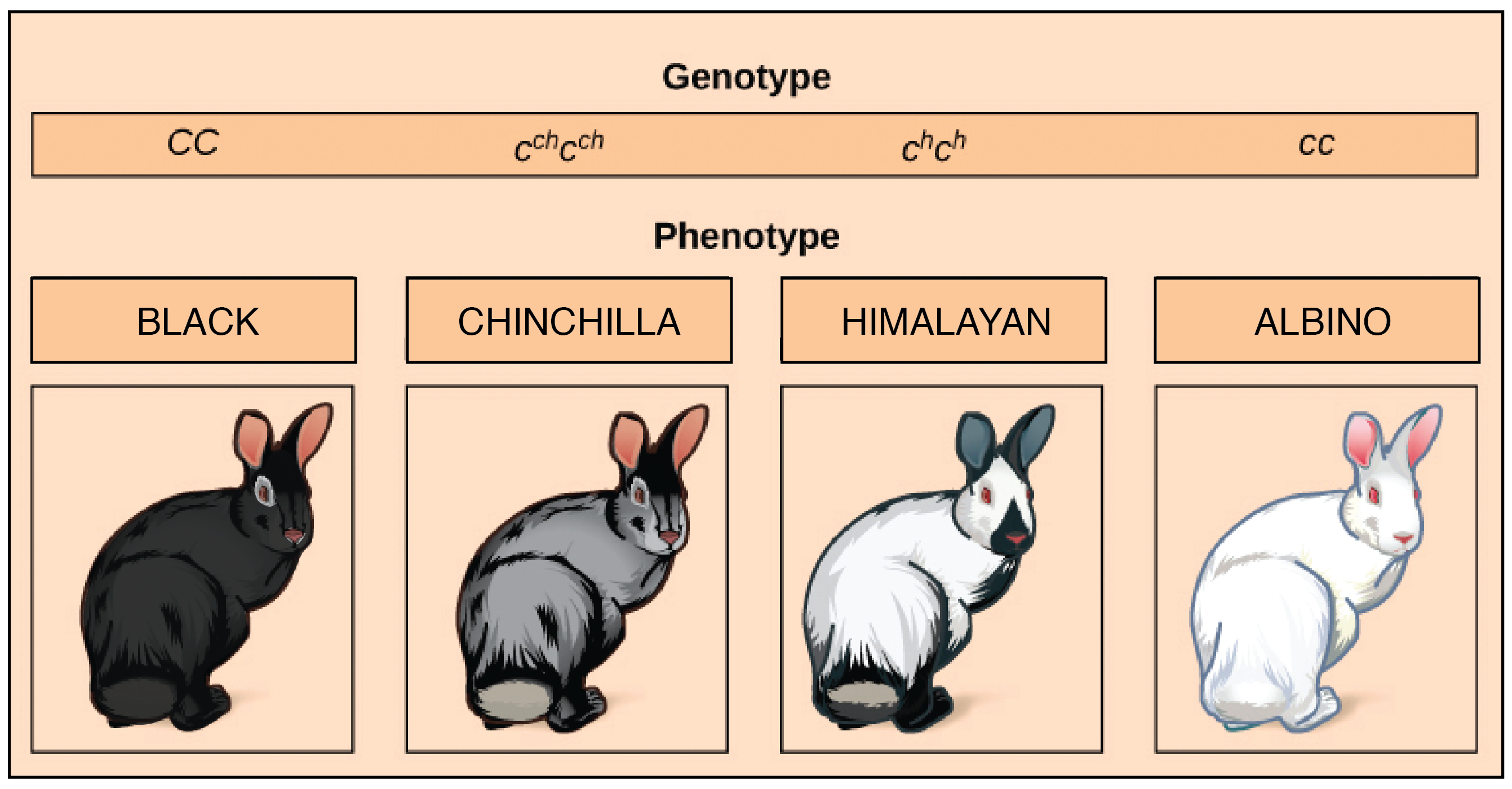 😍 Give an example of multiple alleles. Law of Multiple Alleles. 2019-02-05