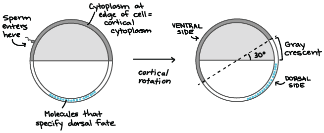 Similar diagram