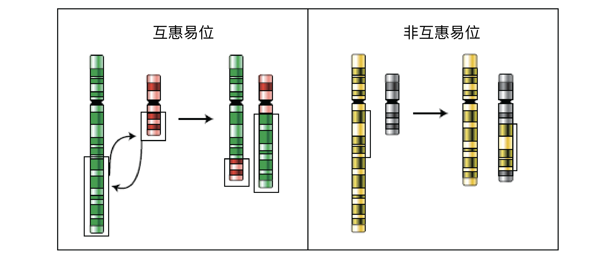 非整倍体与染色体重排