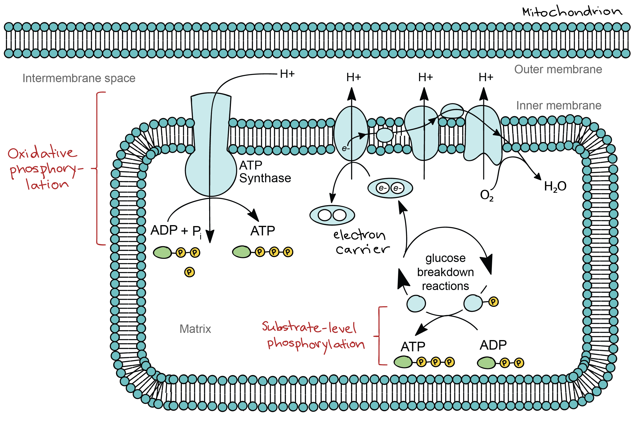 Electron Transport Chain Diagram Cellular Respiration