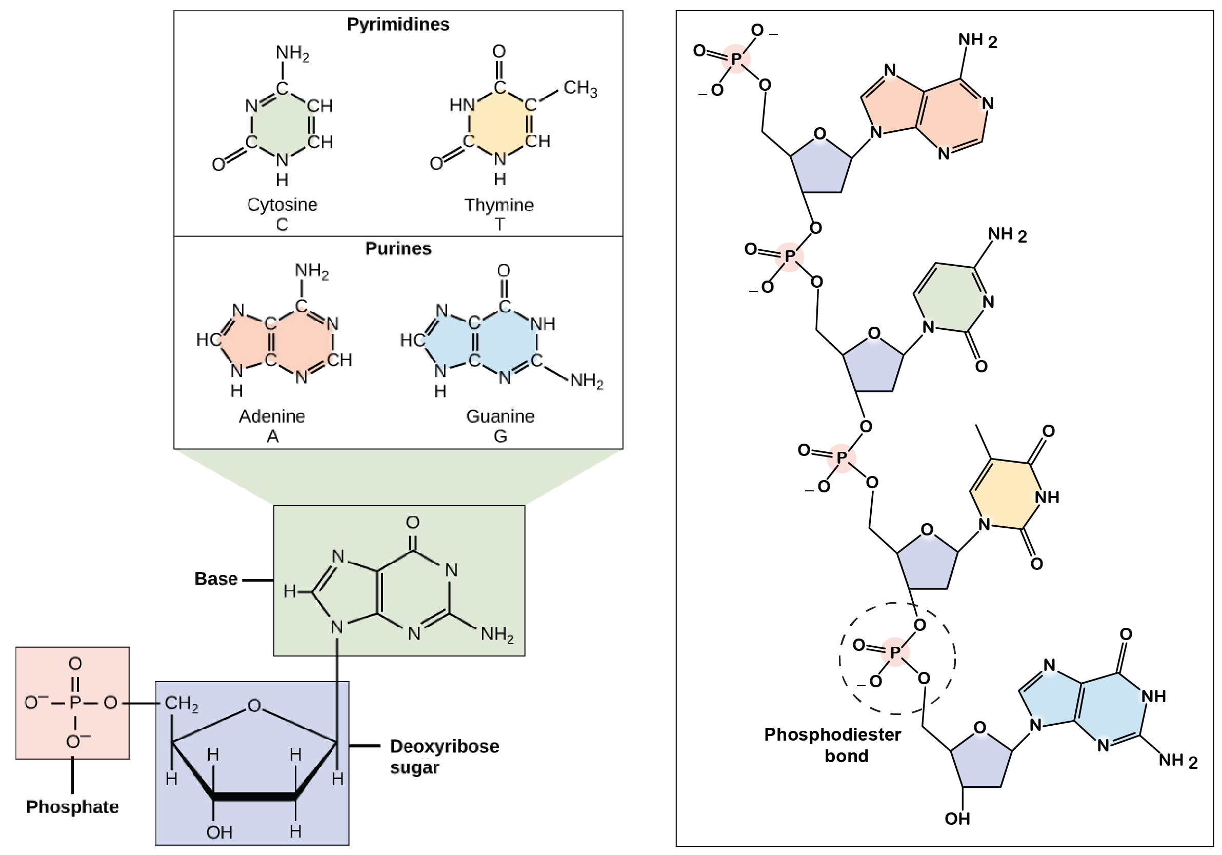 Painel da esquerda: estrutura de um nucleotídeo de DNA. O açúcar desoxirribose liga-se a um grupo fosfato e a uma base nitrogenada. A base pode ser qualquer uma das quatro opções: citosina (C), timina (T), adenina (A) e guanina (G). As quatro bases têm diferenças em suas estruturas e grupos funcionais. Citosina e timina são pirimidinas e têm apenas um anel em suas estruturas químicas. Adenina e guanina são purinas e têm dois anéis em suas estruturas.

Painel da direita: uma fita de nucleotídeos de DNA ligados entre si. Os açúcares se conectam por ligações fosfodiéster.  Uma ligação fosfodiéster consiste de um grupo fosfato no qual dois átomos de oxigênio ligam-se a outros átomos - neste caso, a átomos de carbono dos açúcares desoxirribose vizinhos. A fita de DNA consiste de grupos  de fosfato e açúcares desoxirribose alternados (coluna dorsal  açúcar-fosfato), com as bases nitrogenadas ligadas nos açúcares desoxirribose.