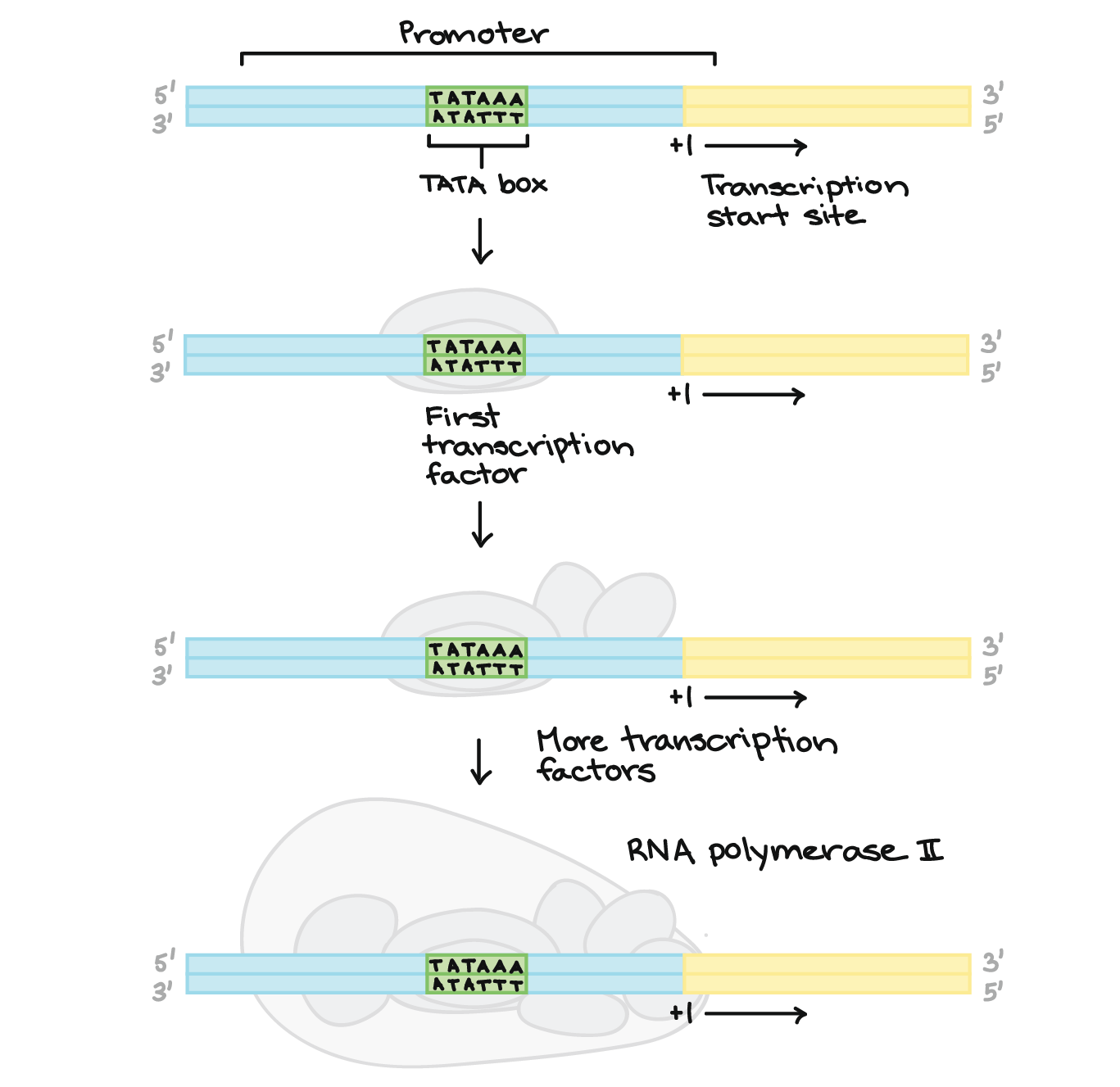 Stages of transcription initiation elongation termination