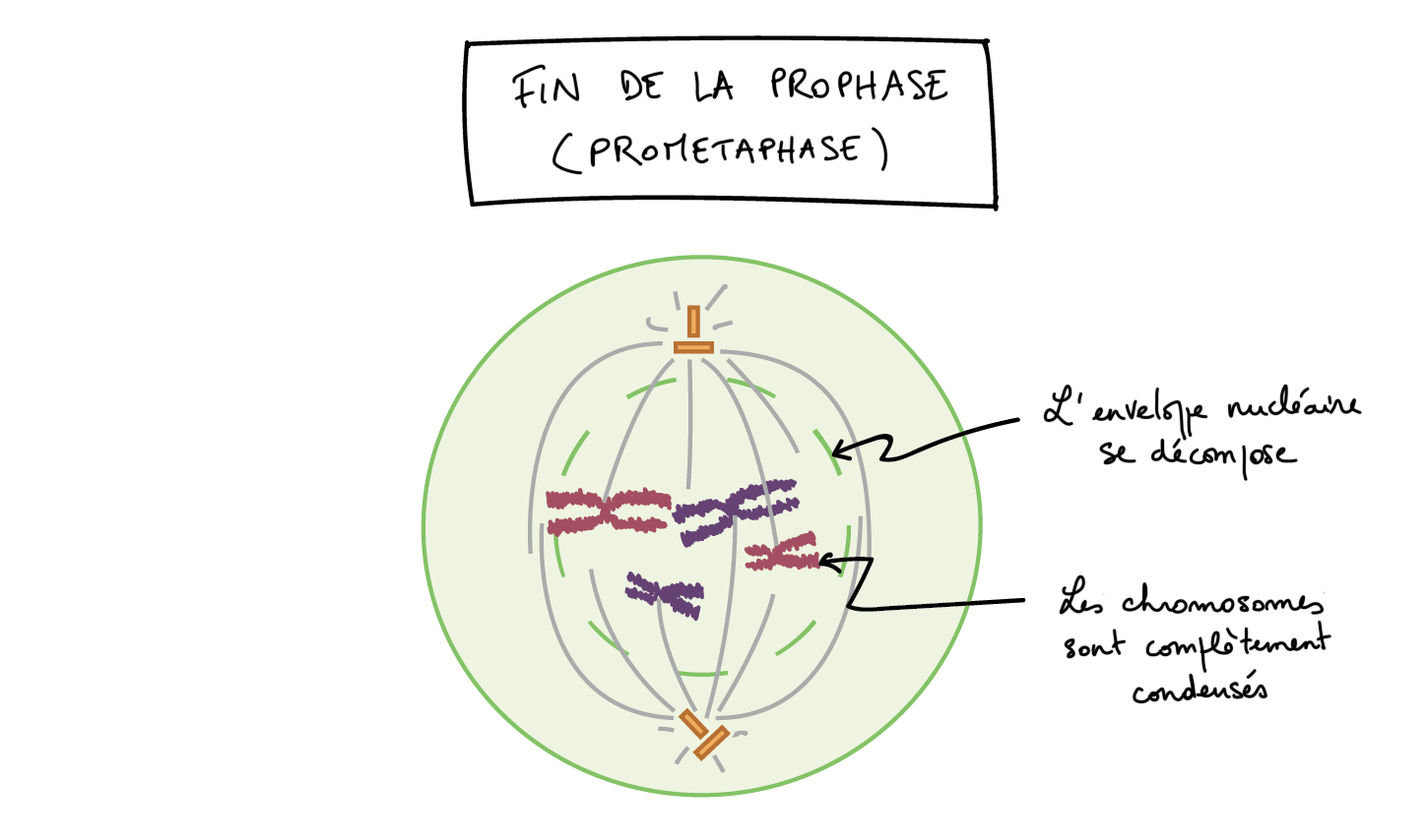 prophase dans une cellule animale