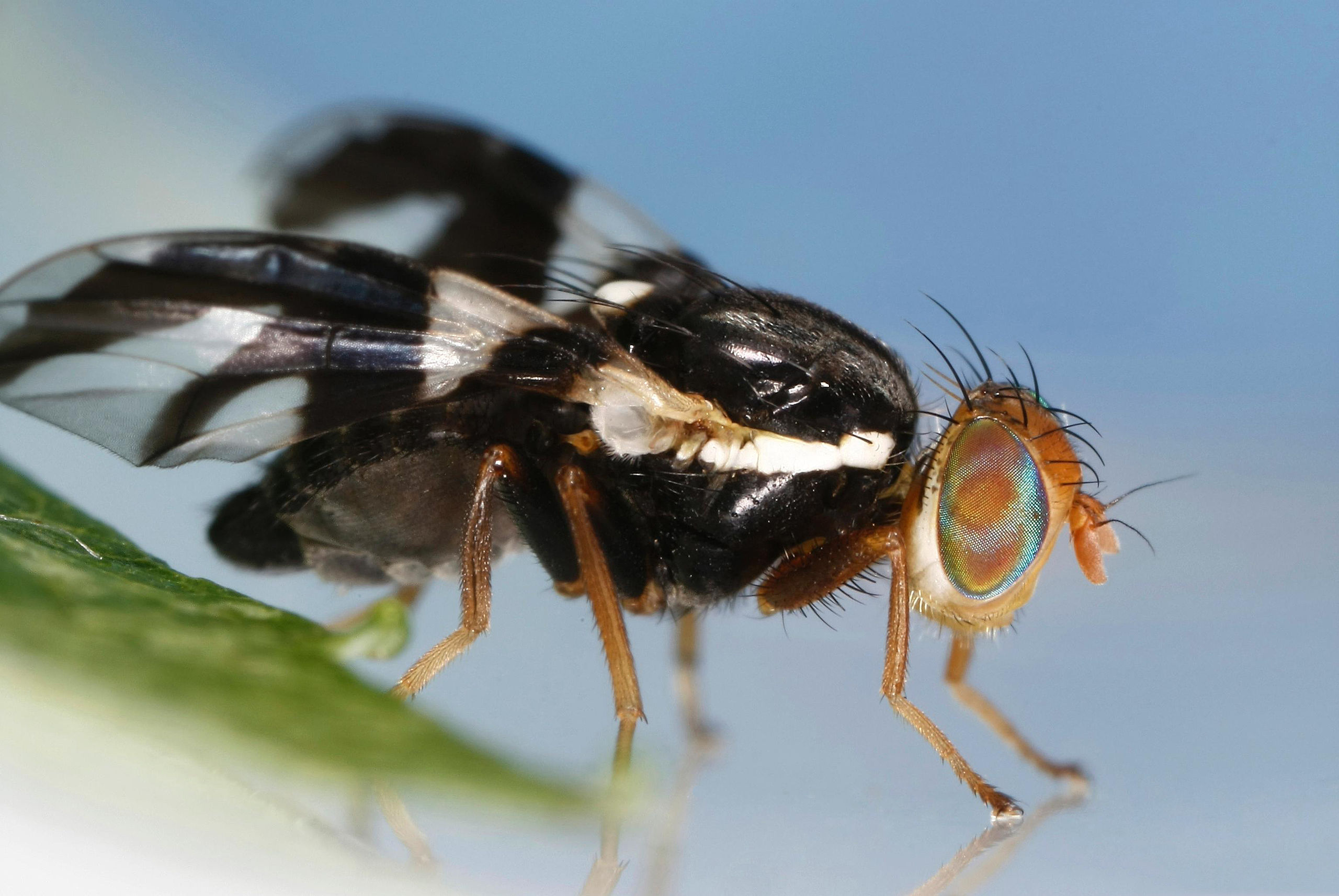 The apple maggot fly is thought to have evolved through sympatric speciation from its ancestor, the North American maggot fly. This example of sympatric speciation occurred through habitat differentiation: apple maggot flies began to prefer apple trees as host plants, whereas their ancestors used hawthorn trees.