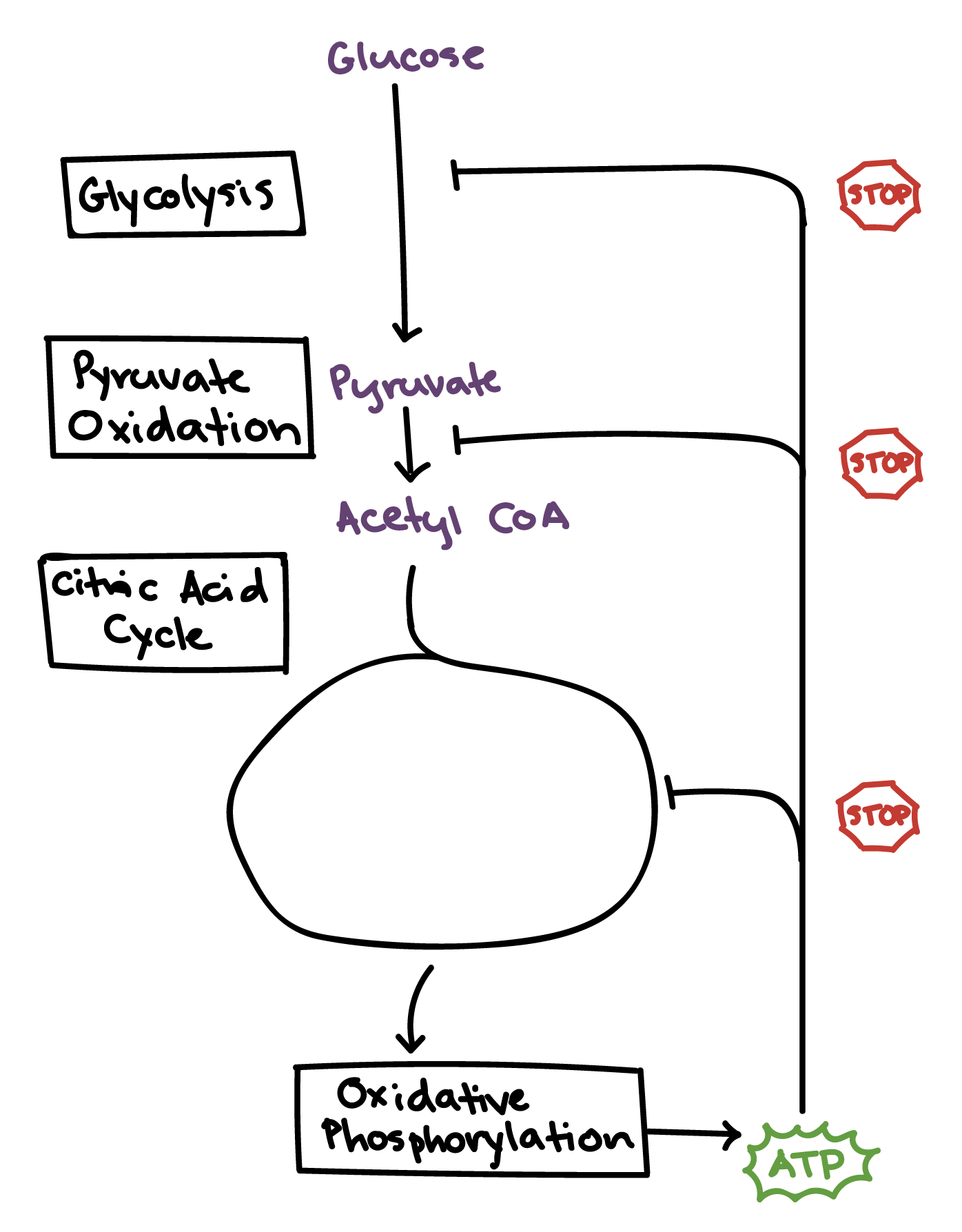 cellular respiration process diagram