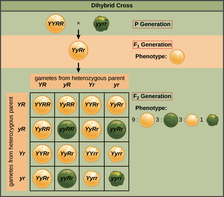 activities dihybrid cross