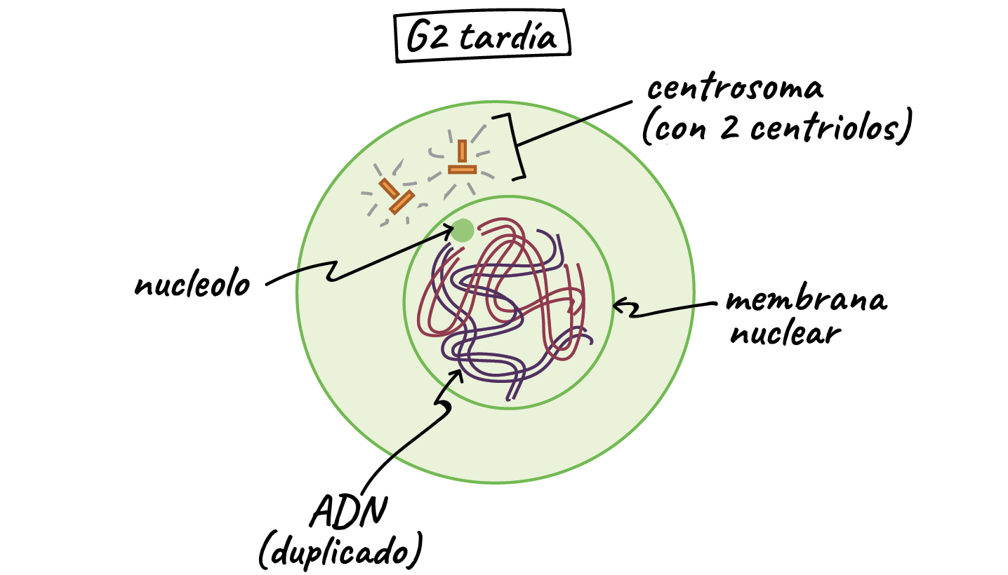 Fase G2 tardía. La célula tiene dos centrosomas, cada uno con dos centriolos, y el ADN ha sido copiado. En esta fase, el ADN está rodeado por una membrana nuclear intacta y el nucleolo está presente en el núcleo.