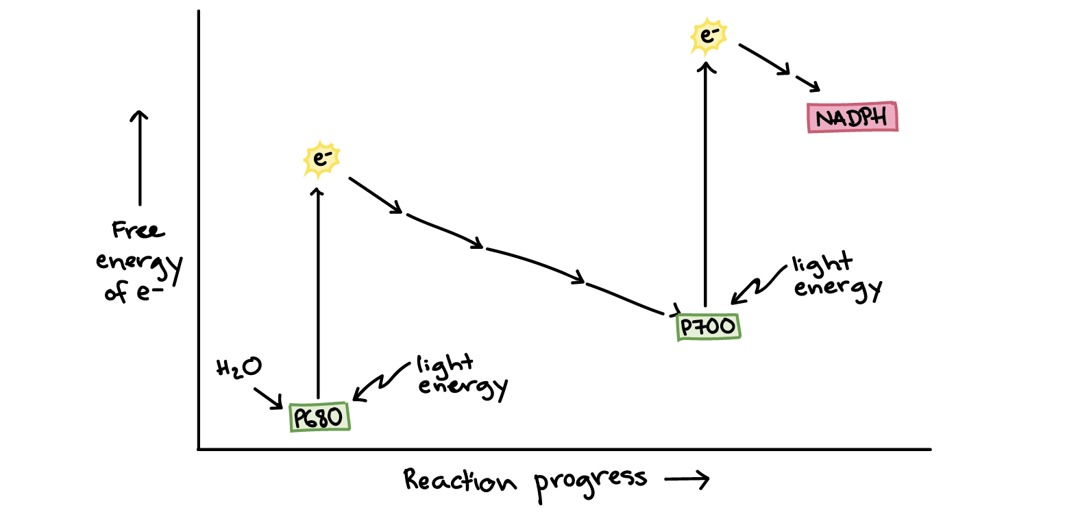light reactions of photosynthesis