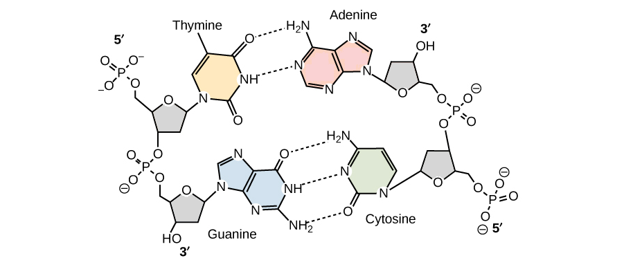 Discovery Of The Structure Of Dna Article Khan Academy