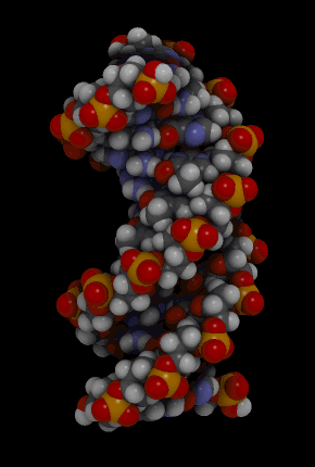 Animação da estrutura molecular 3D da dupla hélice de DNA.