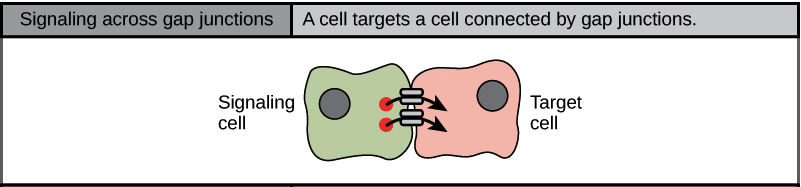 What Are The 4 Types Of Cell Signaling Sharedoc