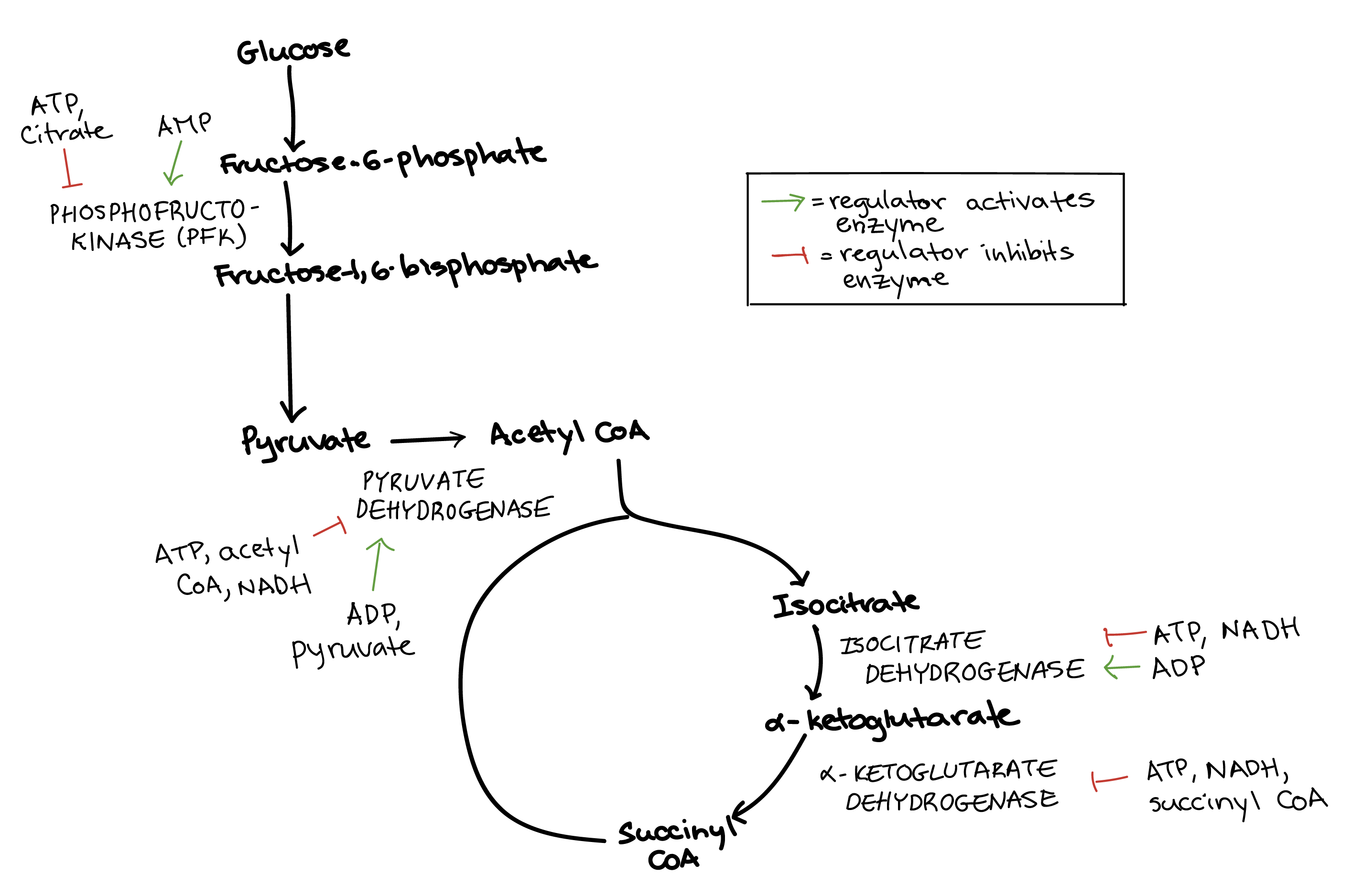 Glycolysis Chart With Enzymes