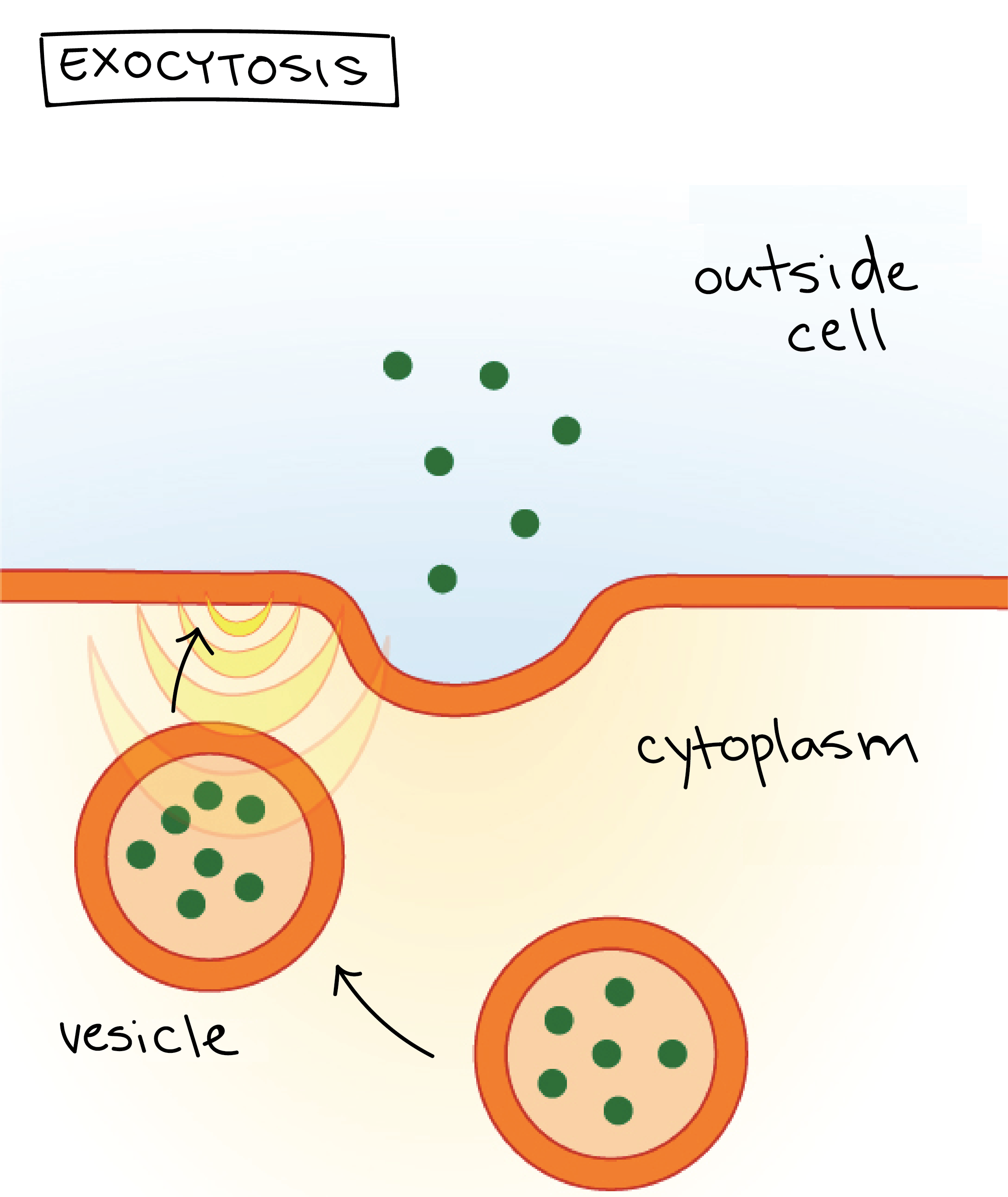 Bulk Transport Article Khan Academy