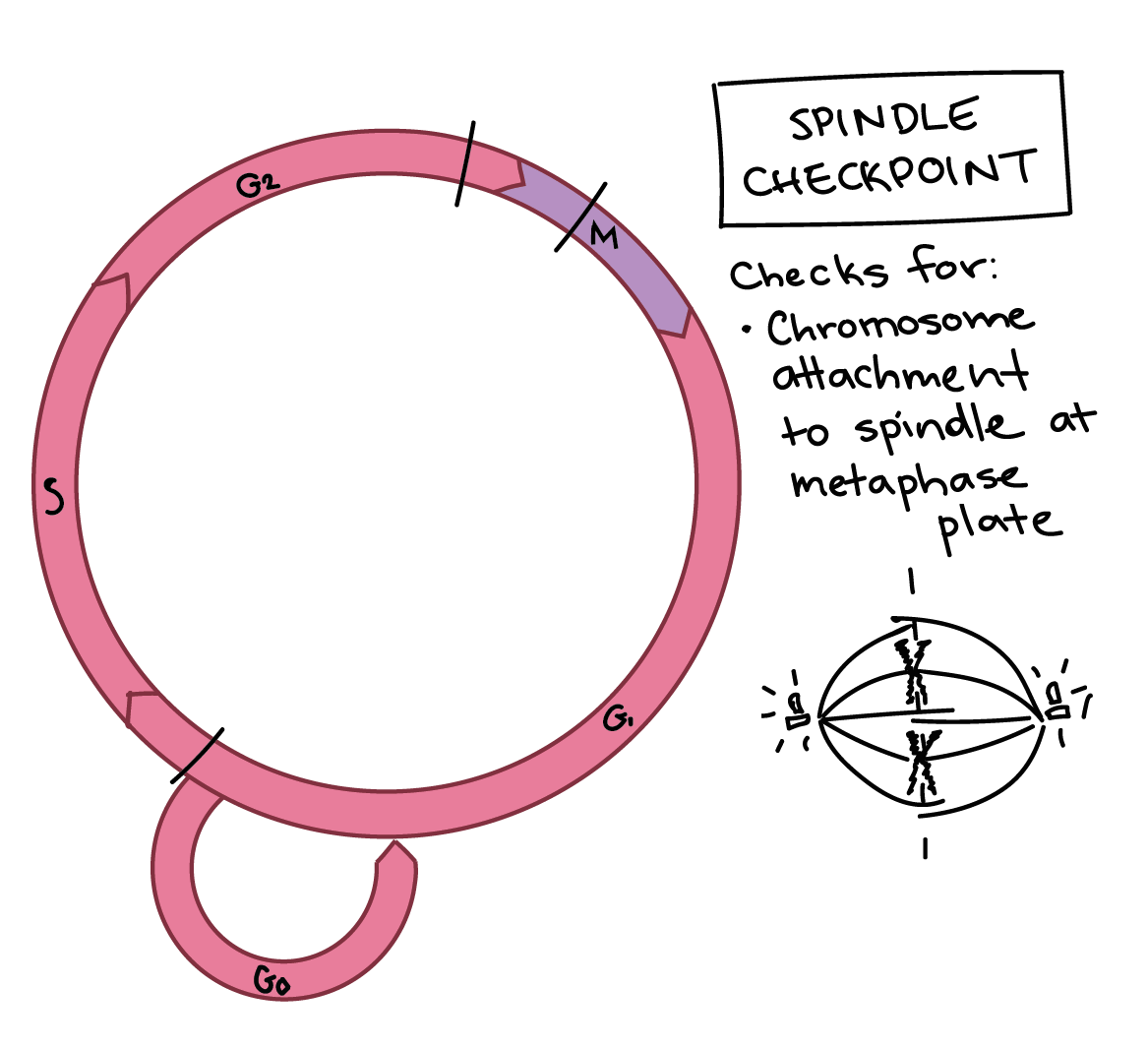 cell cycle diagram with checkpoints