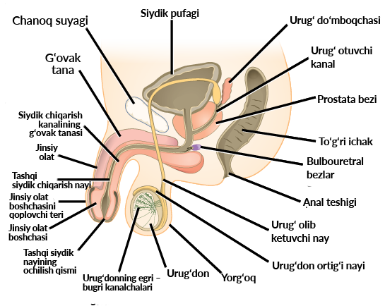 Jinsiy fotosuratlardagi sabzavotlar