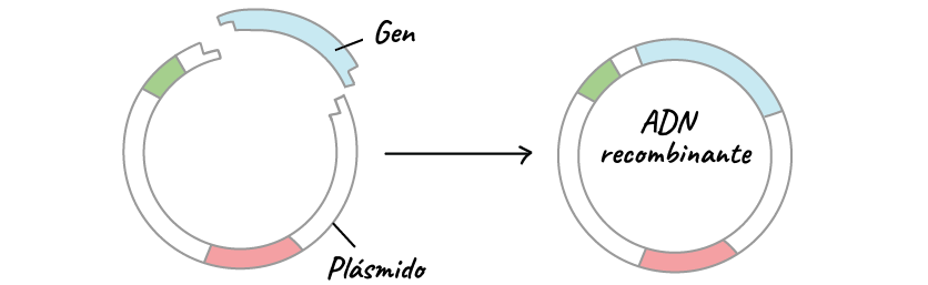 Diagrama que muestra la construcción de una molécula de ADN recombinante. Un fragmento circular de ADN plasmídico tiene extremos irregulares que coinciden con los de un fragmento del gen. El plásmido y el fragmento de gen se unen para producir un plásmido que contenga el gen. Este plásmido que contiene el gen es un ejemplo de ADN recombinante, una molécula de ADN ensamblada a partir de ADN de múltiples fuentes.
