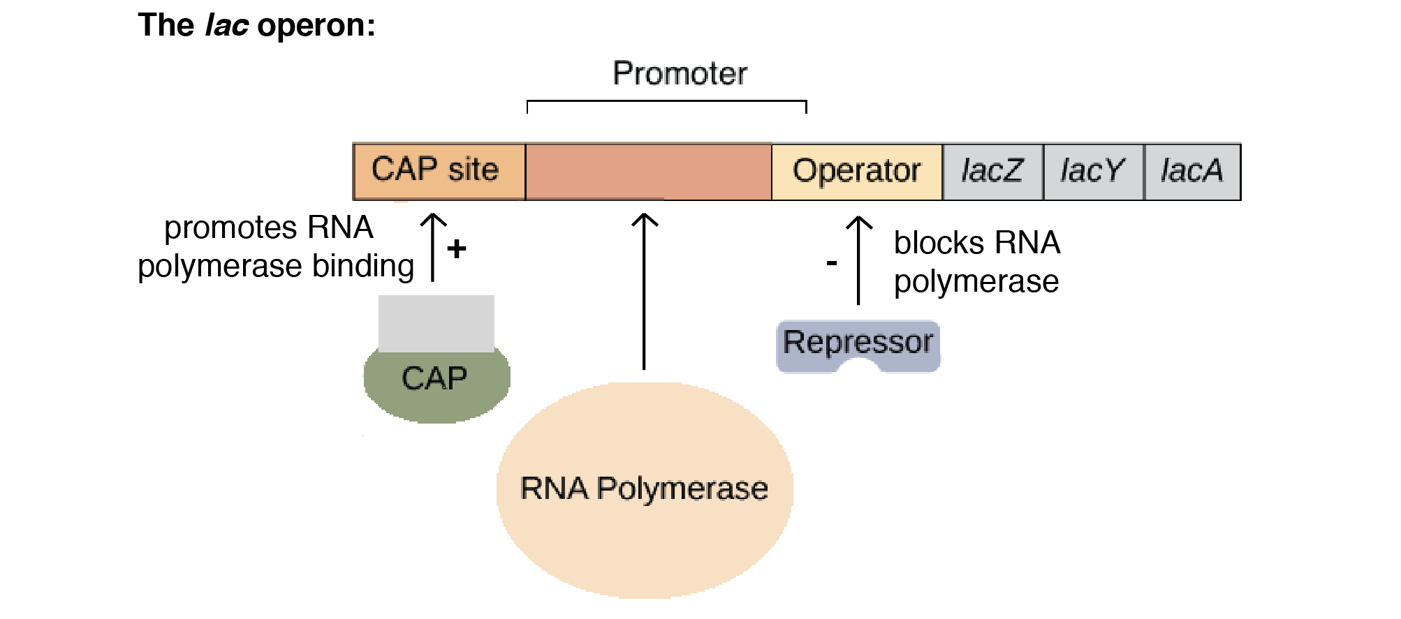 The Lac Operon (Article) | Khan Academy