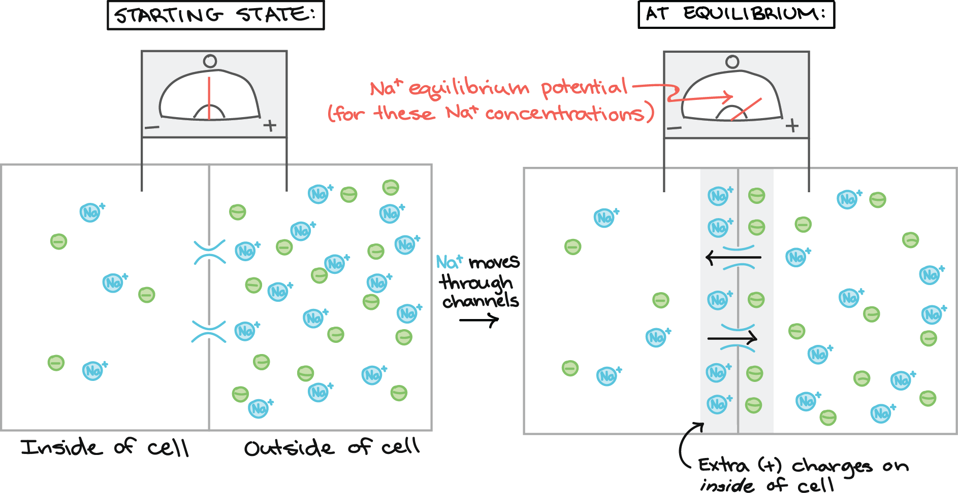 Starting state: Zero voltage across the membrane, as measured by a voltmeter with one electrode inside and one electrode outside the cell. The inside of the cell has a low concentration of sodium ions, and the outside of the cell has a higher concentration of sodium ions. Each sodium ion is counterbalanced by an anion that is found on the same side of the membrane as the sodium ion. There are sodium channels in the membrane, but they are initially closed. The channels open and Na+ can move through them. At equilibrium: The voltmeter now registers a positive voltage equal to the sodium equilibrium potential for this particular pair of sodium concentrations.. The Na+ ions have moved down their concentration gradient until their further movement is opposed by a countervailing electrical potential difference across the membrane. There are extra positive charges on the inside of the cell in the form of Na+ ions, and these Na+ ions line up along the membrane. On the opposite side of the membrane, there are extra anions (the former partners of the Na+ ions, which are unable to cross), which also line up at the membrane.