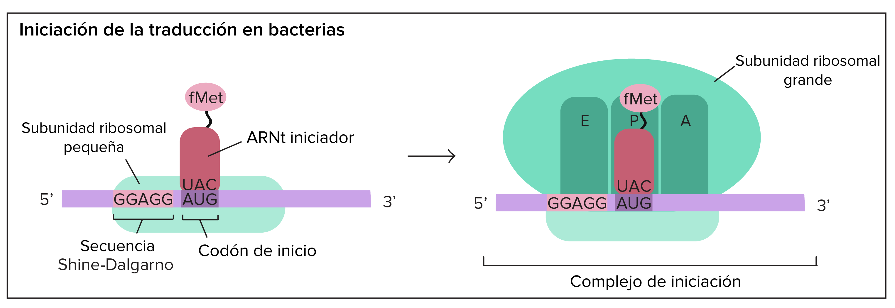 Existen algunos antibióticos que interfieren en el proceso de traducción. Se aprovechan de las diferencias entre los mecanism