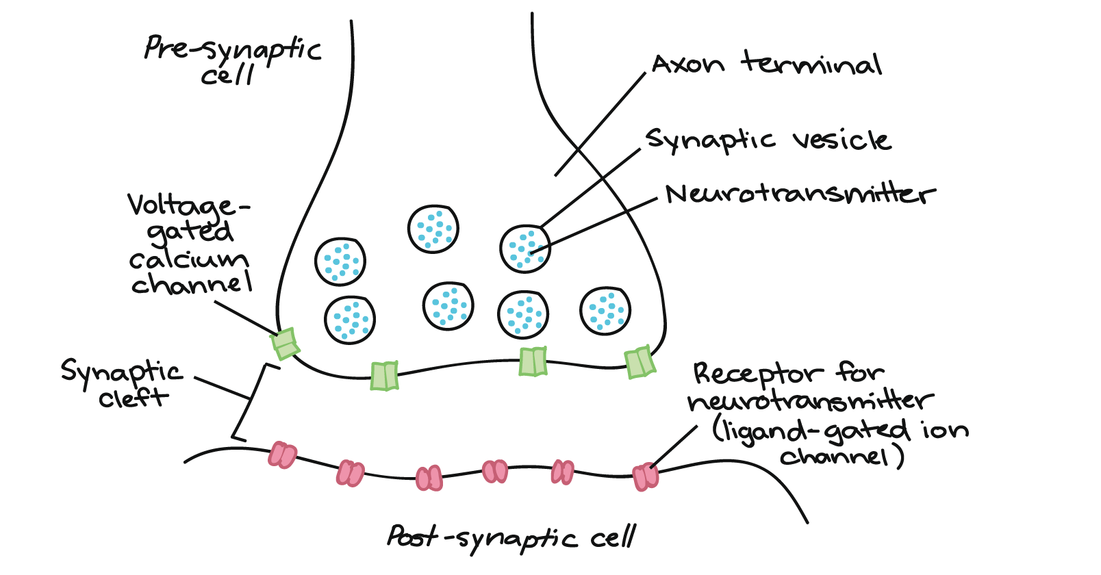 The synapse (article) | Human biology | Khan Academy