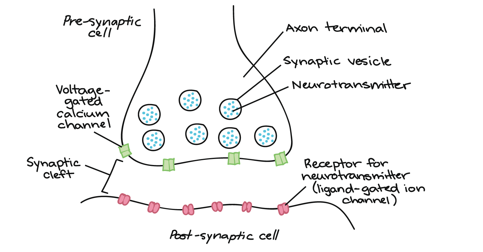 Chemical Synapse Understanding Neural Circuit Function Through Chemical Synapse Understanding Neural Circuit Function Through