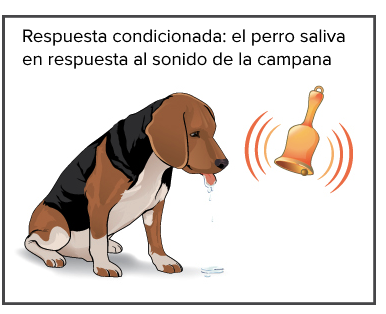 Cuando El Perro Saliva Al Son De La Campana La Salivación Es La