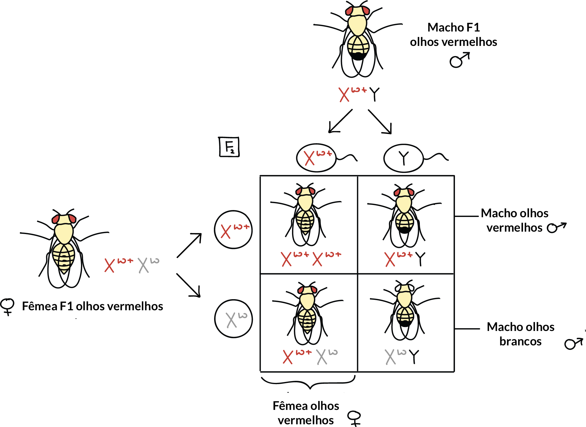 Quadro de Punnett para o cruzamento de macho F1 de olhos vermelhos ($\text X^{w+}\text Y$) com fêmea F1, heterozigota de olhos vermelhos ($\text X^{w+}\text X^{w}$).

||$\text X^{w+}$|$\text Y$
-|-|-|-|-
$\text X^{w+}$||$\text X^{w+}\text X^{w+}$|$\text X^{w+}\text Y$
$\text X^{w}$||$\text X^{w+}\text X^w$|$\text X^{w}\text Y$

$\text X^{w+}\text X^{w+}$, $\text X^{w+}\text X^w$ - fêmeas F2 de olhos vermelhos

$\text X^{w}\text Y$ - machos F2 de olhos brancos 

$\text X^{w+}\text Y$ - machos F2 de olhos brancos